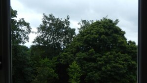 Vista a través de una ventana que muestra un área verde con árboles y un camino.