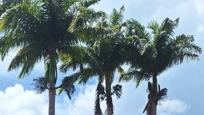 A lush garden with tall palm trees, a red-roofed building, and a variety of green foliage.