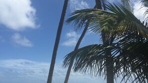 A beach with palm trees and a clear view of the ocean.