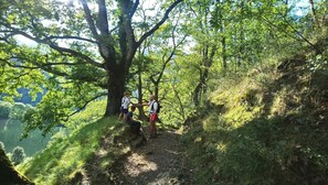 Un sentier de randonnée avec un grand arbre et une personne debout sur celui-ci.