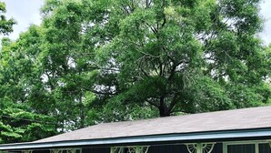 Une maison à deux étages avec un porche, deux fenêtres donnant sur la façade et un grand arbre en arrière-plan.
