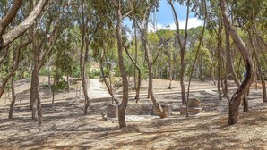 A dry, wooded area with trees and a brick structure. - Lovely home in Balestrate (Balestrate)