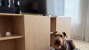 Un perro descansando en una cama para mascotas en una habitación con un área de kitchenette, dos cuencos metálicos y una ventana con cortinas.