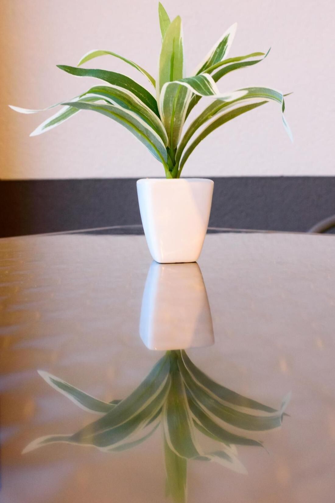 Planta em vaso com folhas variegadas sobre uma superfície espelhada.
