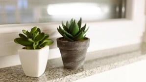Dos plantas en macetas sobre un alféizar.