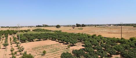 An aerial view of a vineyard with rows of grapevines and a clear sky.