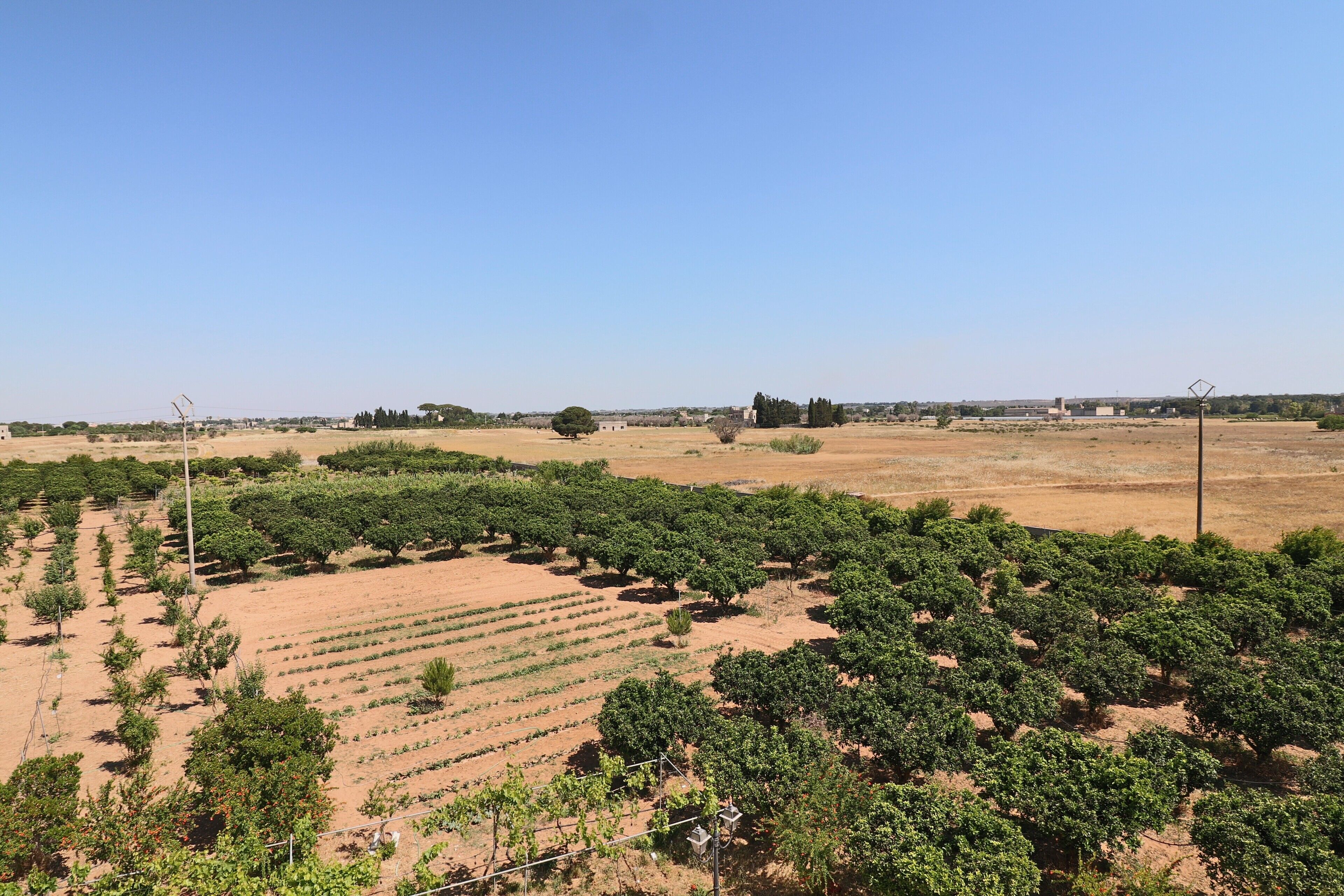 An aerial view of a vineyard with rows of grapevines and a clear sky.