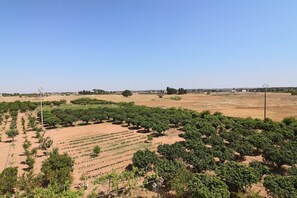 Miscellaneous - Superior Double Nocellare (Carmiano)