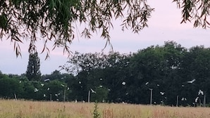 A field with tall grasses and scattered red flowers, a tree with hanging branches, and a dense line of trees in the background.