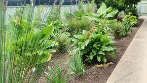 A garden with various plants and a concrete pathway. - Modern country house set in the heart of the vines (McLaren Flat)