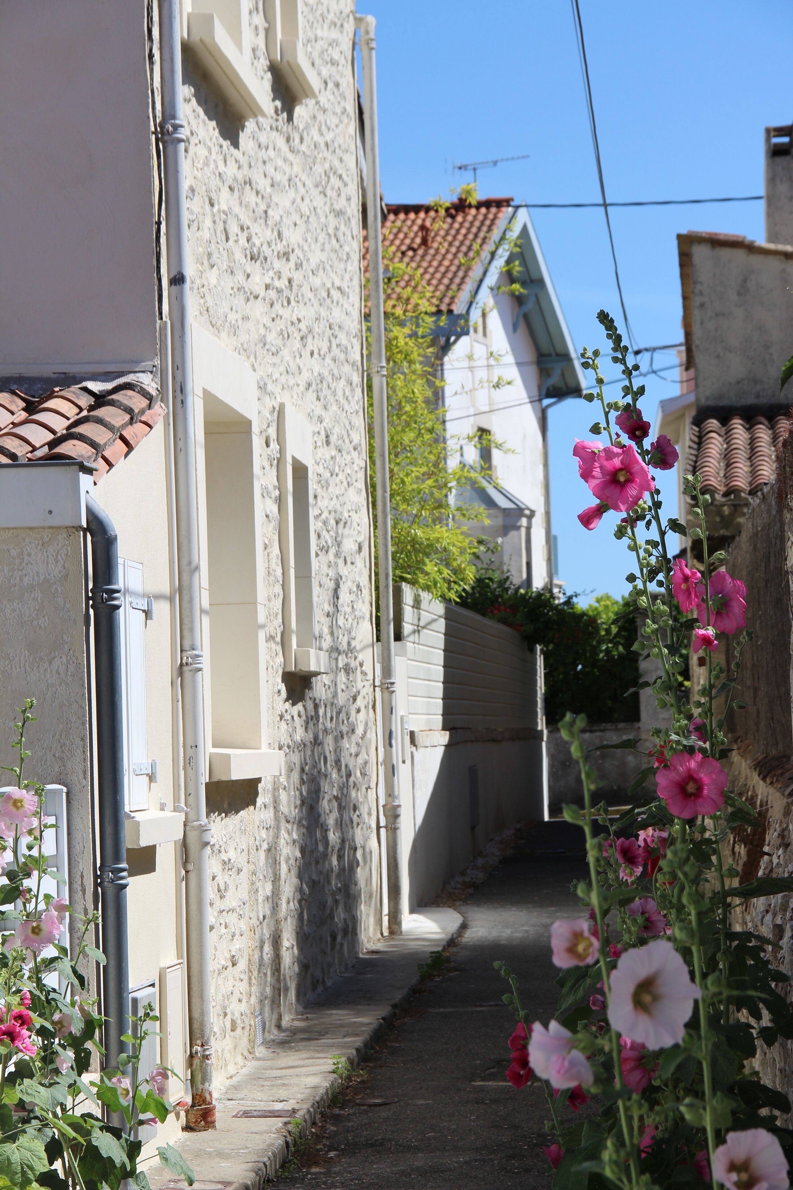 A narrow street with buildings on either side, a clear sky, and flowering plants.