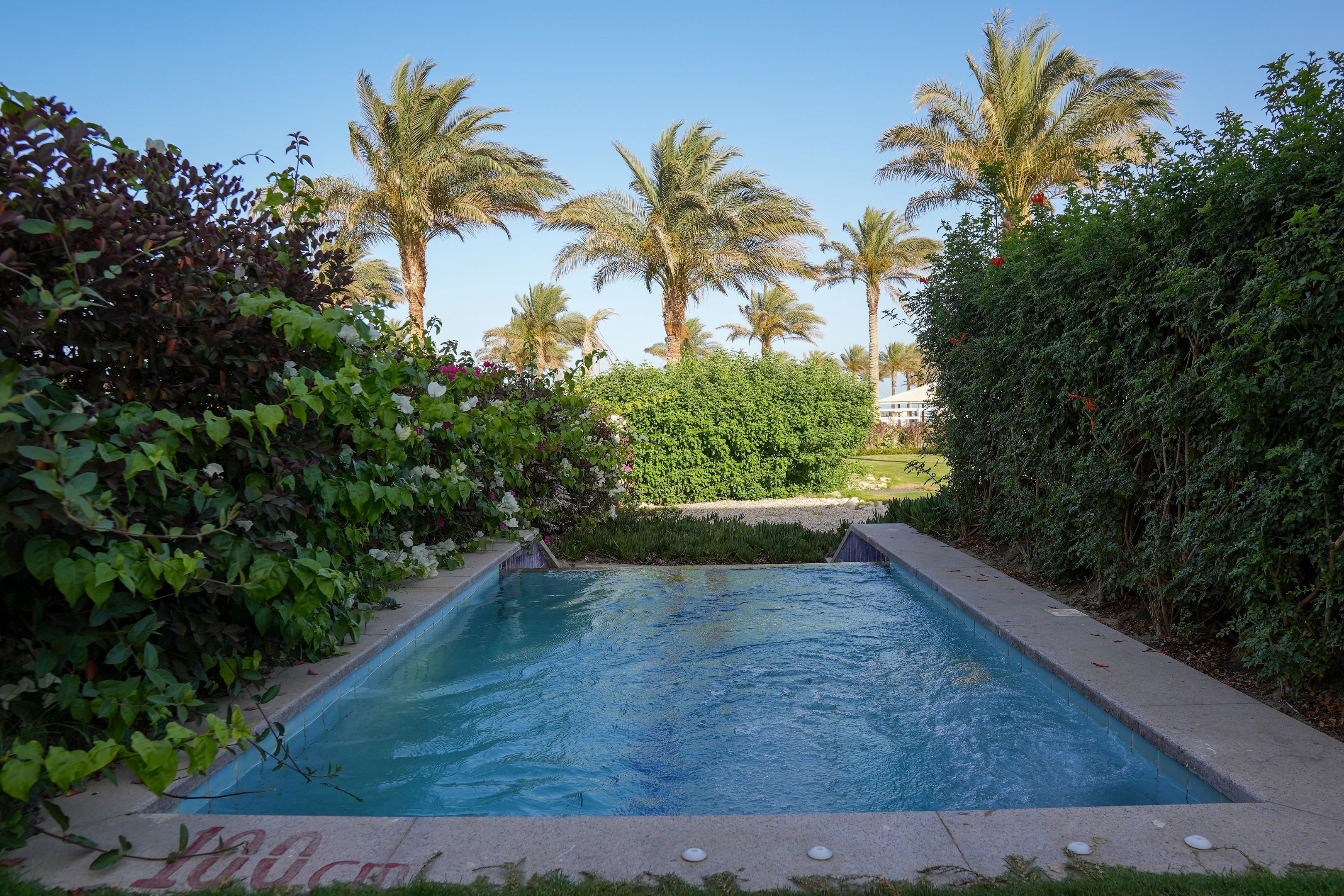 A rectangular swimming pool surrounded by lush greenery and palm trees.