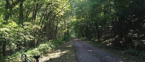 A forested path with a bicycle leaning against the trees.
