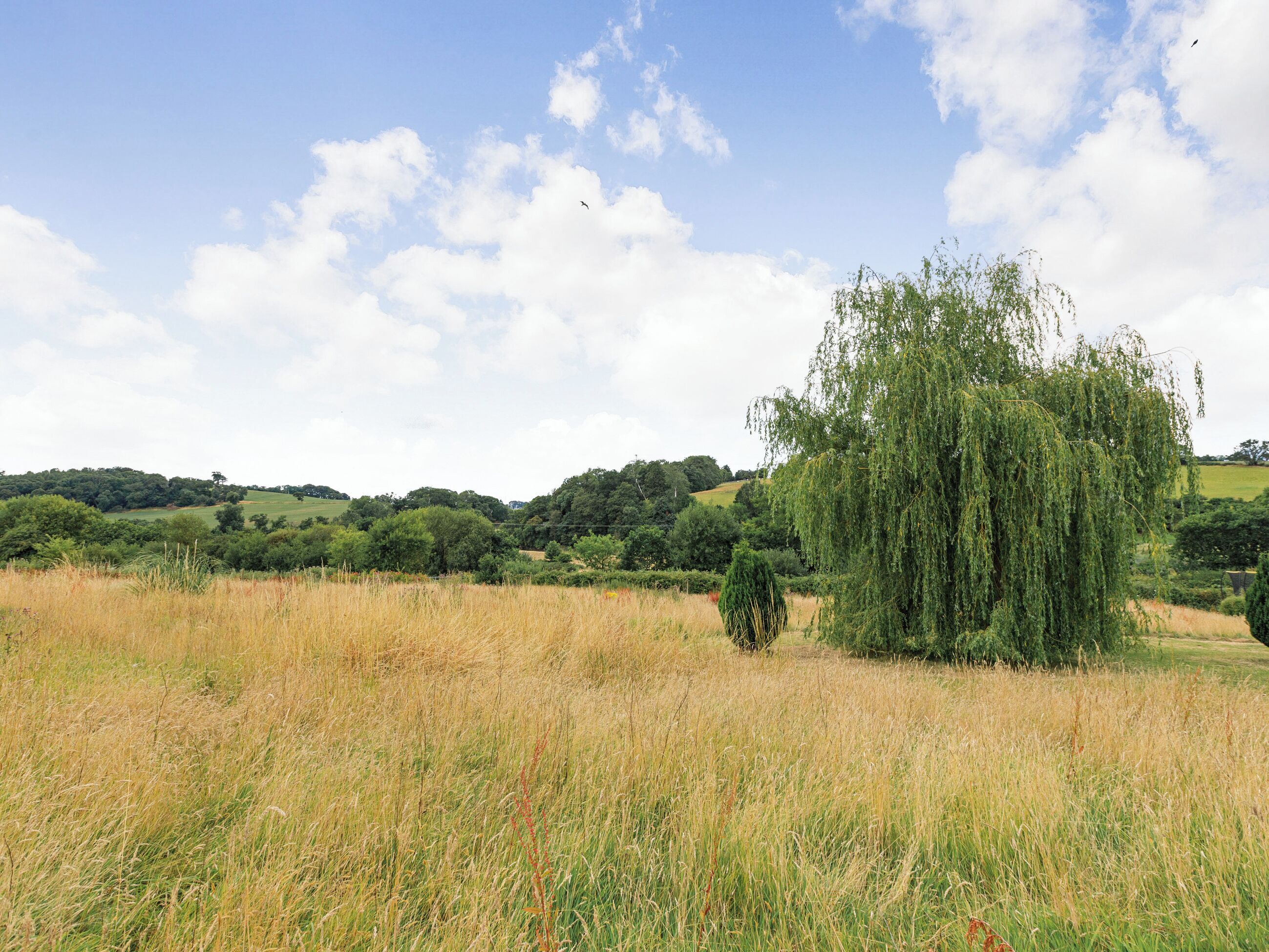 A field with tall grass and a weeping willow tree.