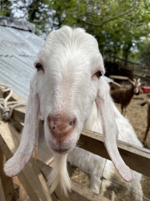 A close-up of a goat with long, floppy ears and a white coat, standing behind a wooden fence. - Woodlands Lodge - Come and Enjoy the Good Life (Buckley)