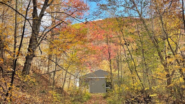 Een bosrijk pad dat leidt naar een klein tuinhuis.