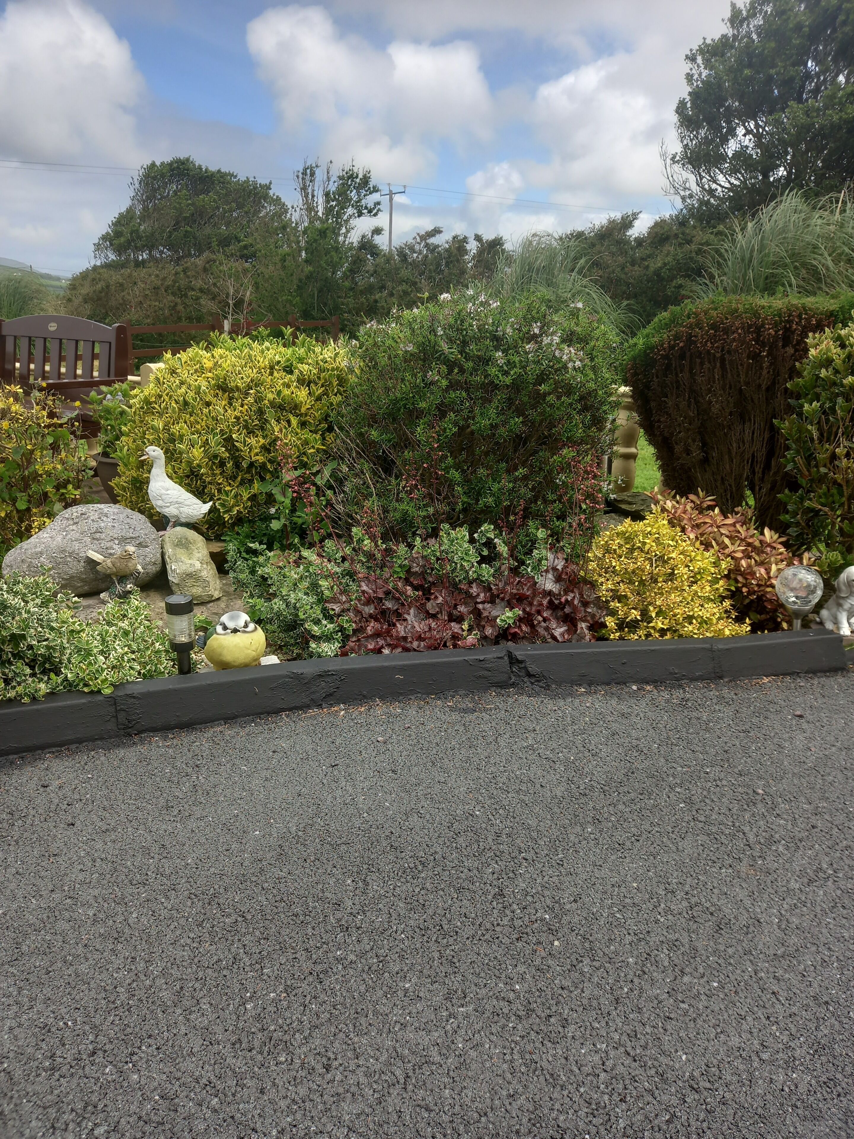 A garden with various plants and a bench.