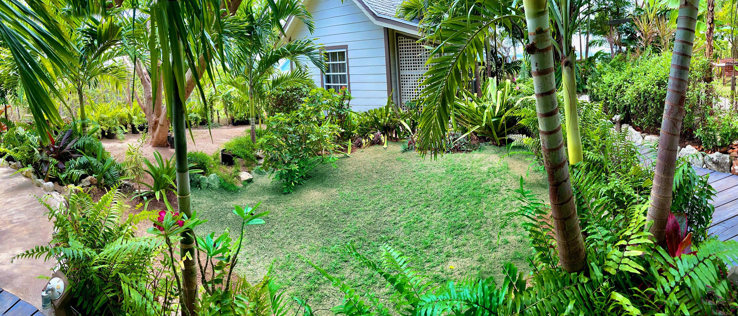 Un jardin luxuriant, avec une grande variété de plantes tropicales, et une petite maison en arrière-plan.