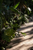 A pathway lined with various tropical plants and a tiled floor.