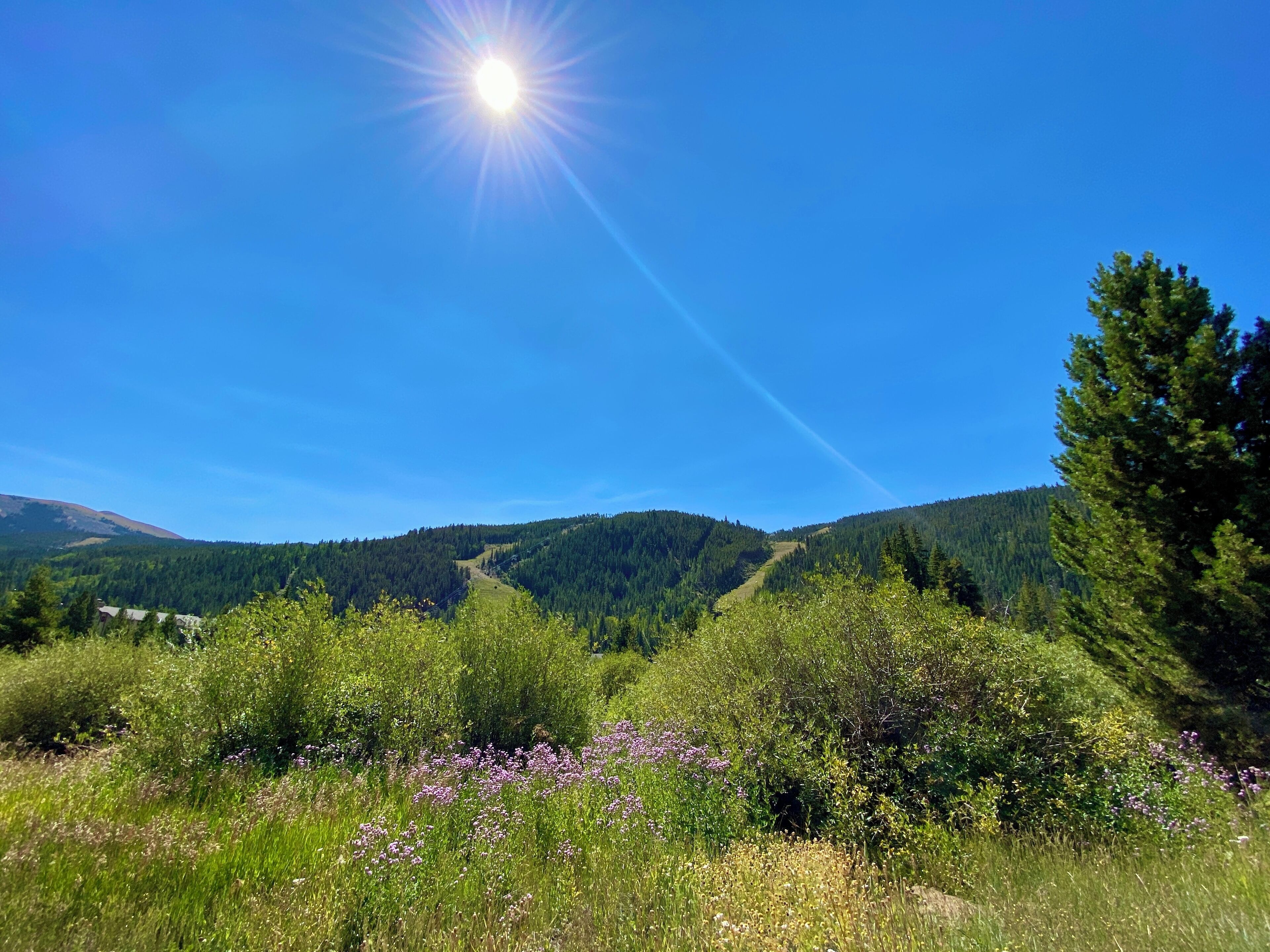A clear sky with a bright sun, a mountain range, and a field with purple flowers.