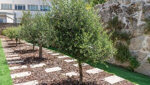 A row of olive trees planted in a garden with a stone wall and a building in the background.