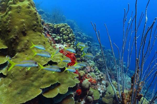 Un arrecife de coral con diversas especies de peces y vida marina.