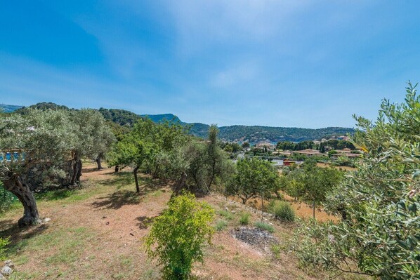 A rural landscape with olive trees, a stone wall, and a distant view of a town.