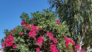 Un árbol con flores rosadas frente a una cerca de metal verde.