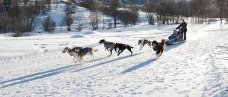 A sled team pulling a sled in a snowy landscape.
