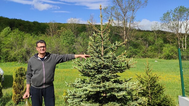 A person standing next to a small evergreen tree in a grassy area with a clear sky. - Amazing paradise Una (Donji Lapac)