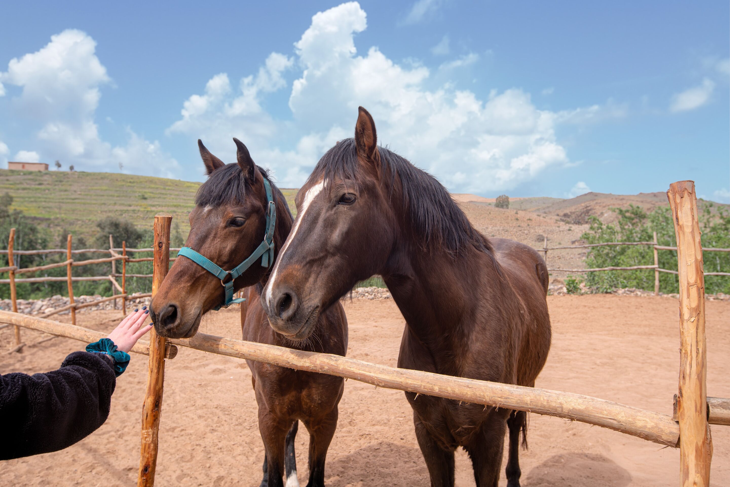 Two horses in a fenced area with a person reaching out to one.