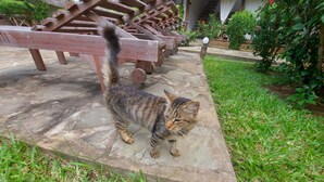 A cat walking on a stone patio with a wooden bench and greenery in the background. - Sofia House (Malindi)