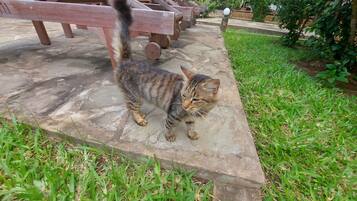 3 habitaciones, escritorio y espacio para trabajar con laptop