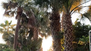 Ein Weg, der durch einen Garten mit Palmen und einem Holzzaun führt.
