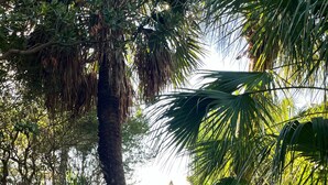 Un sendero arenoso rodeado de palmeras y vegetación tropical.