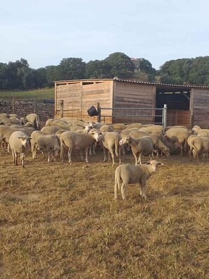 Un groupe de moutons se trouve dans un enclos, avec un bâtiment en bois en arrière-plan.