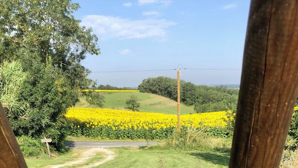 En træbænk med udsigt over en græsplæne og gule blomster.