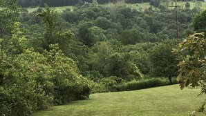 Un paisaje verde exuberante con un campo cubierto de hierba y un bosque denso al fondo.