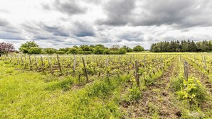 Viñedo con hileras de vides bajo un cielo nublado.