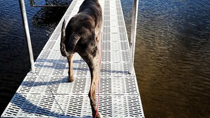 Um cão em um cais que se estende sobre a água.