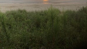 A coastal landscape with a calm sea, grassy foreground, and a sunset over the horizon. - Spring and Summer are on the way! Book your stay Today! (West Cape May)