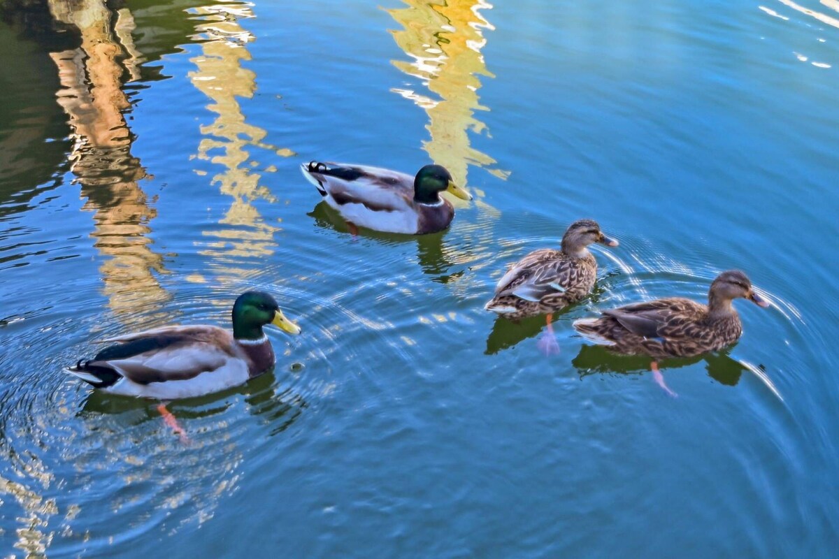 Photo 40 of Water Views!! Pets Welcome, 42' Private Boat Slip on Canal, 2 Kings, Walk 2 Private Beach, Townhome