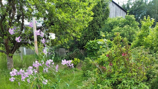 A garden with a frog statue, rocks, and various plants. - Haus Nr. 37 (Wunsiedel)