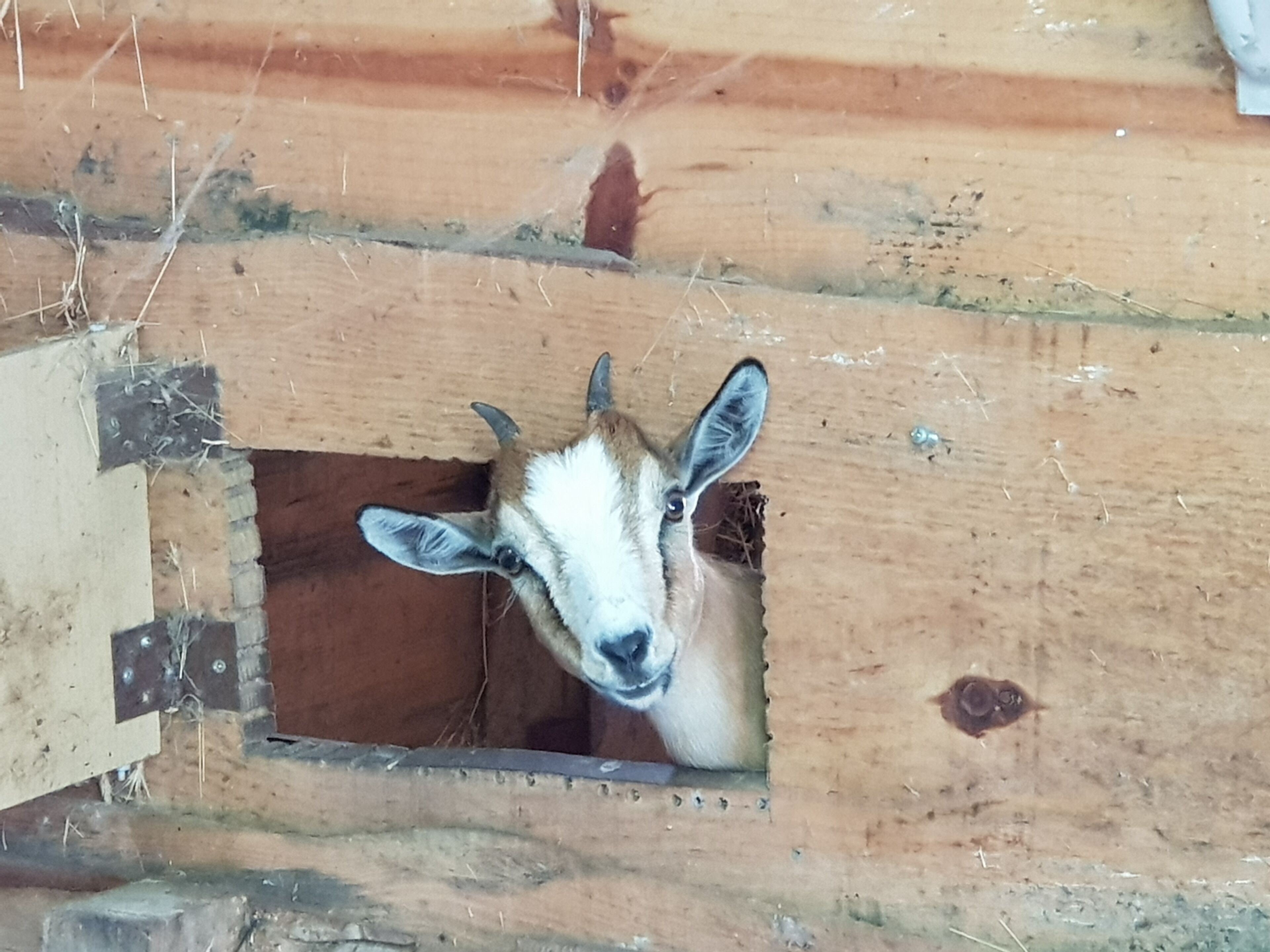 A goat peeking through a wooden structure with visible wear and nails.