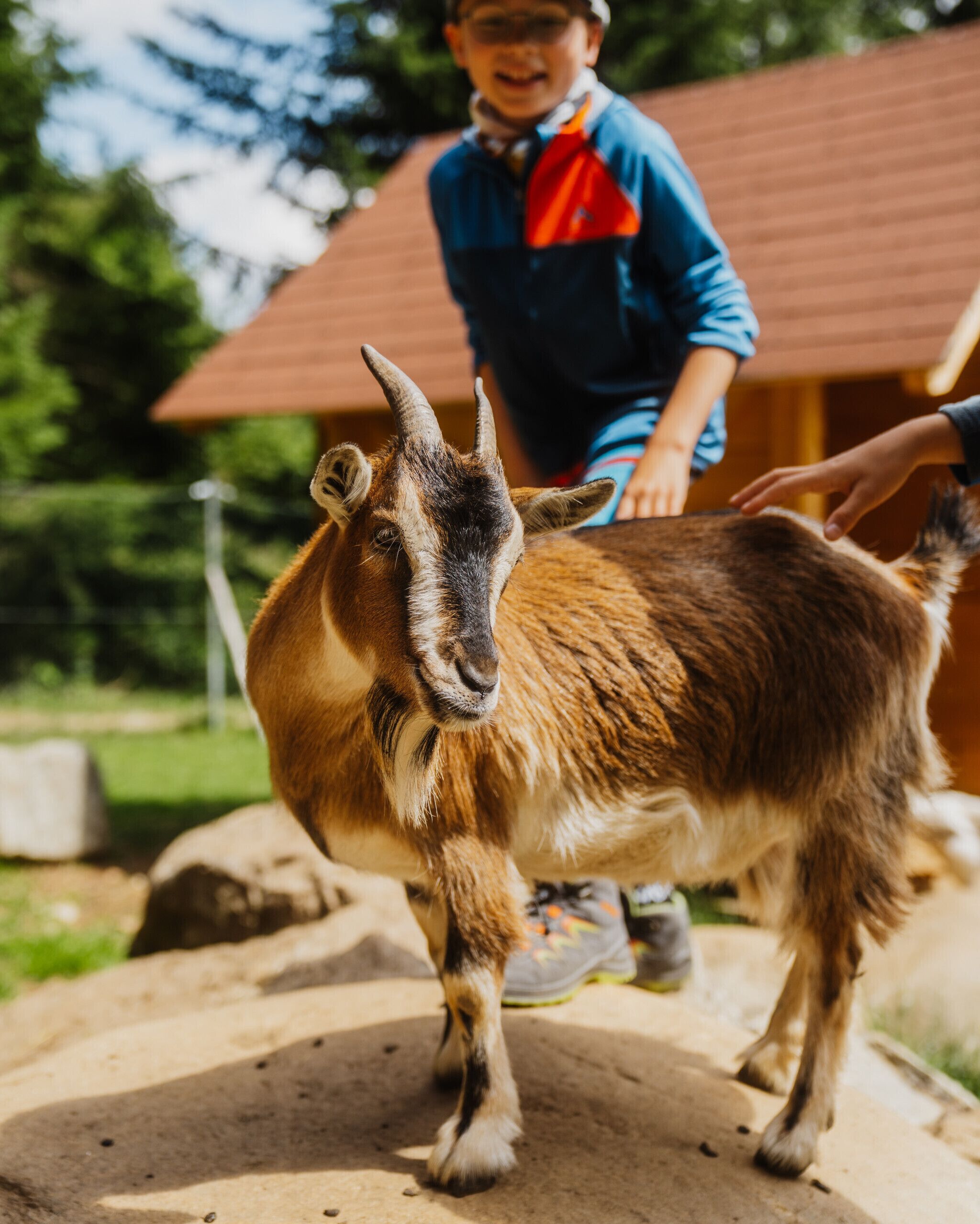 A goat standing on a concrete surface with a person in the background.