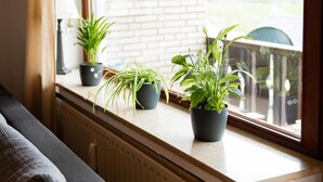 A window with potted plants on a ledge, a radiator below, and a view of a brick wall and greenery outside. - Ferienwohnung mit Seeblick Sport und Erholung (Winterberg)