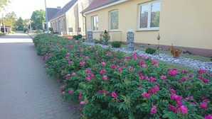 Una hilera de casas con acera adoquinada y un cantero lleno de flores rosadas.