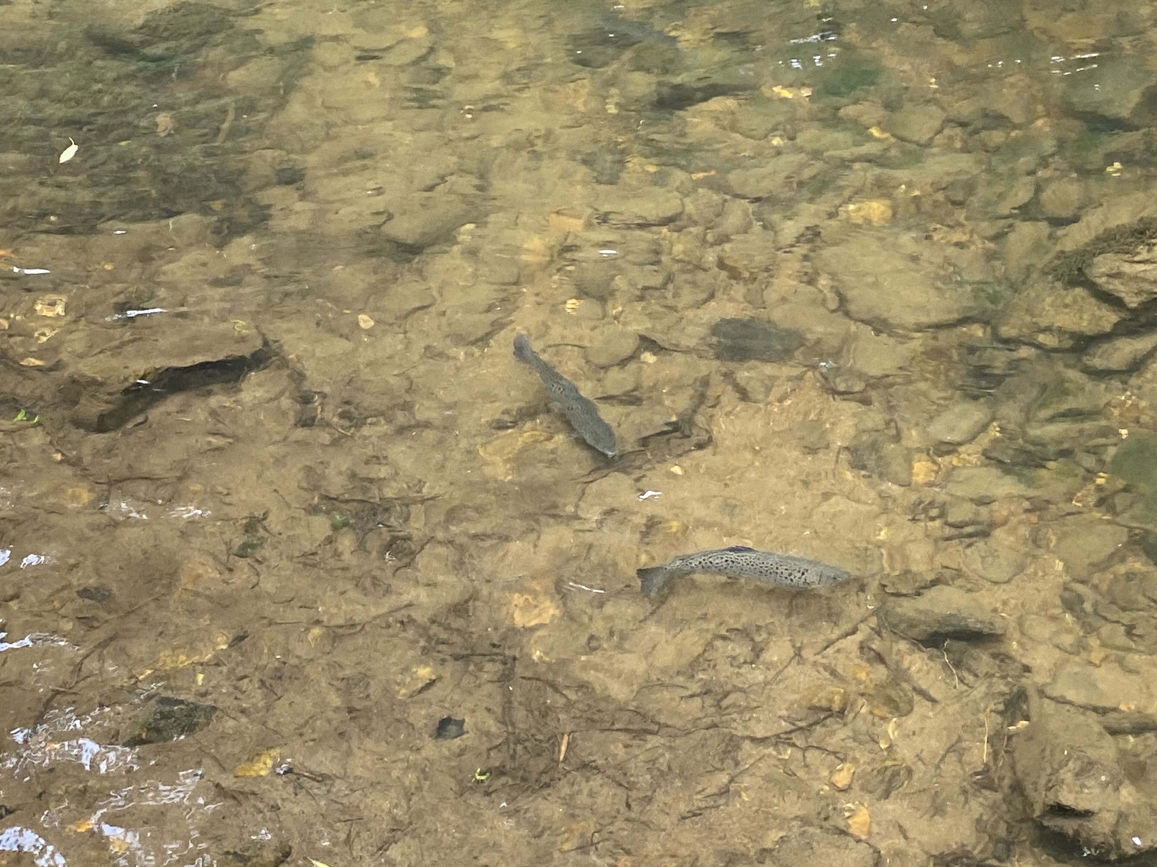 On distingue clairement le lit d’une rivière, avec ses rochers et un poisson qui y nage.
