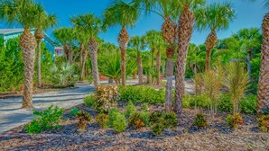 A landscaped garden with palm trees and various shrubs.