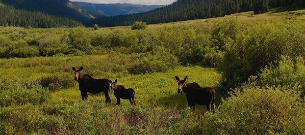A moose in a grassy field with mountains in the background.